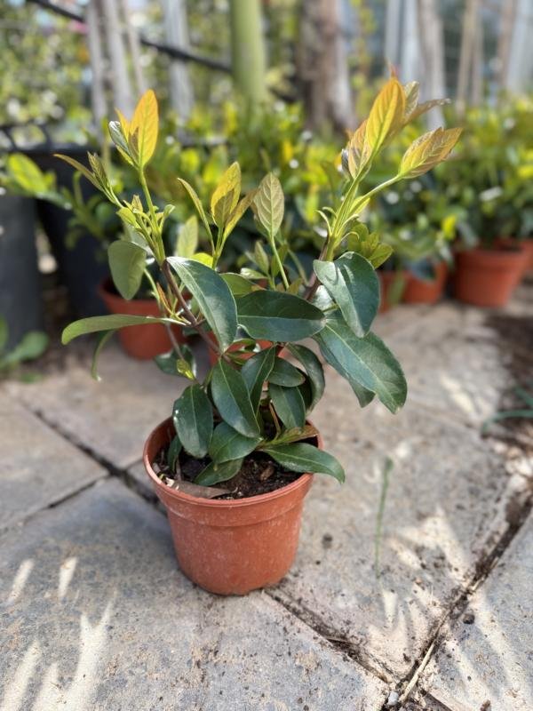 Βιβούρνο λουσίντουμ