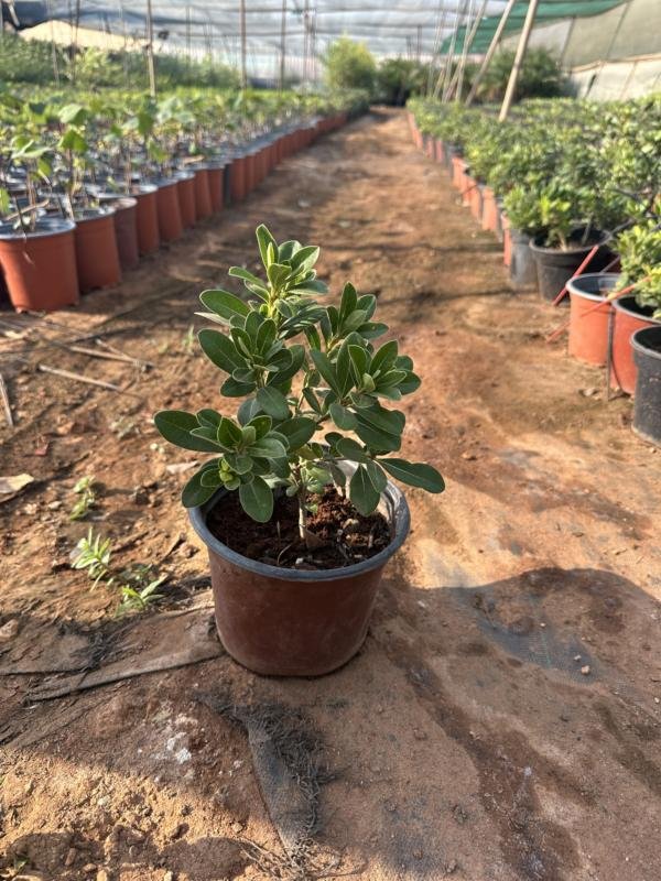 Πιττόσπορο Νάνο