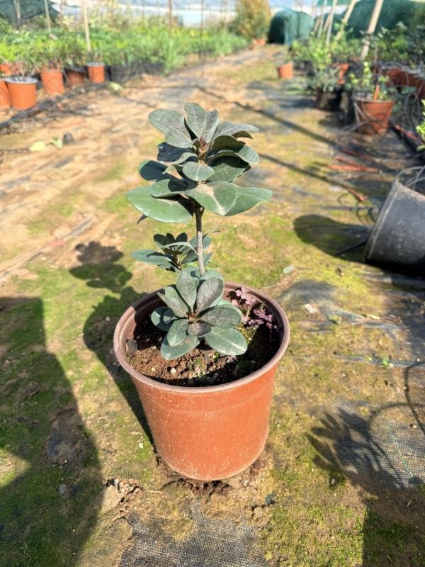 Ραφιολέπης