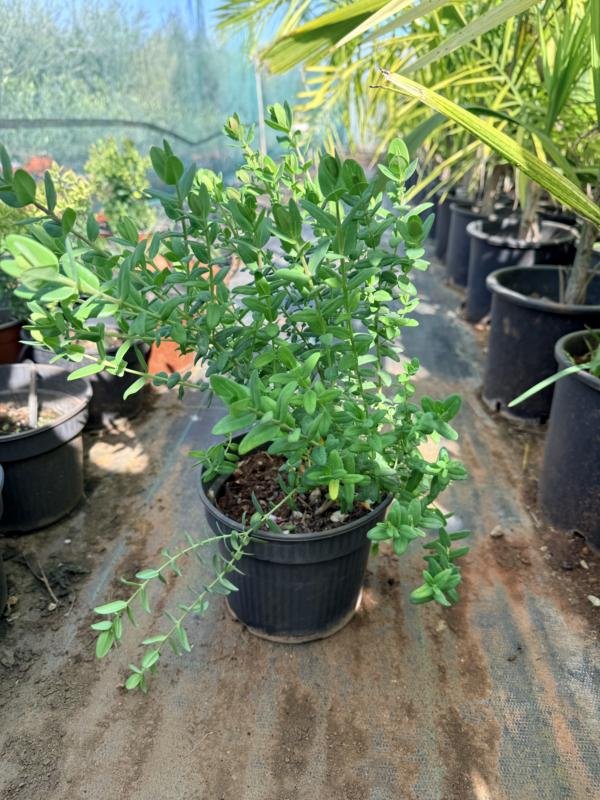 Πολύκαλα νάνα