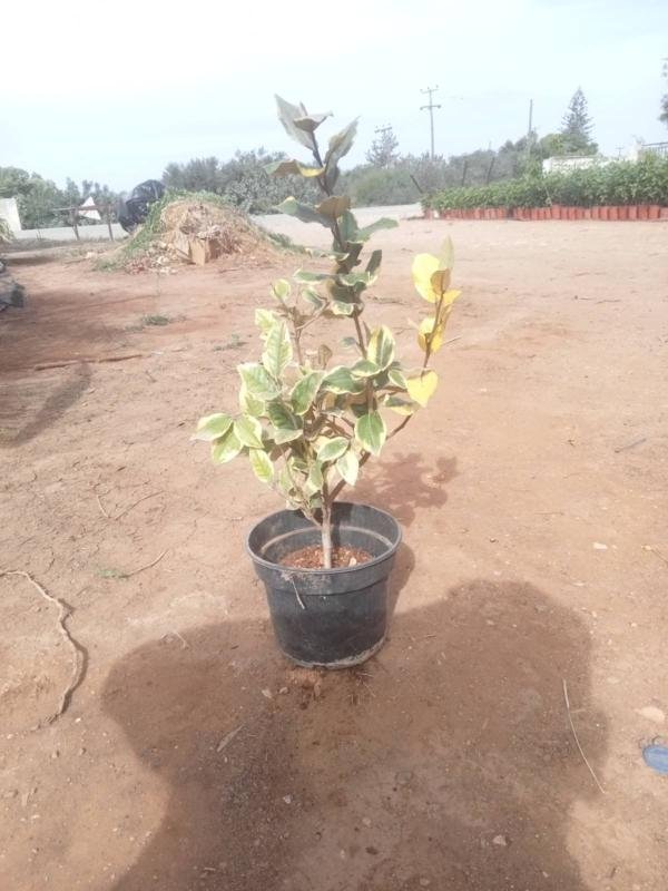 Ελαίαγνος Δίχρωμος