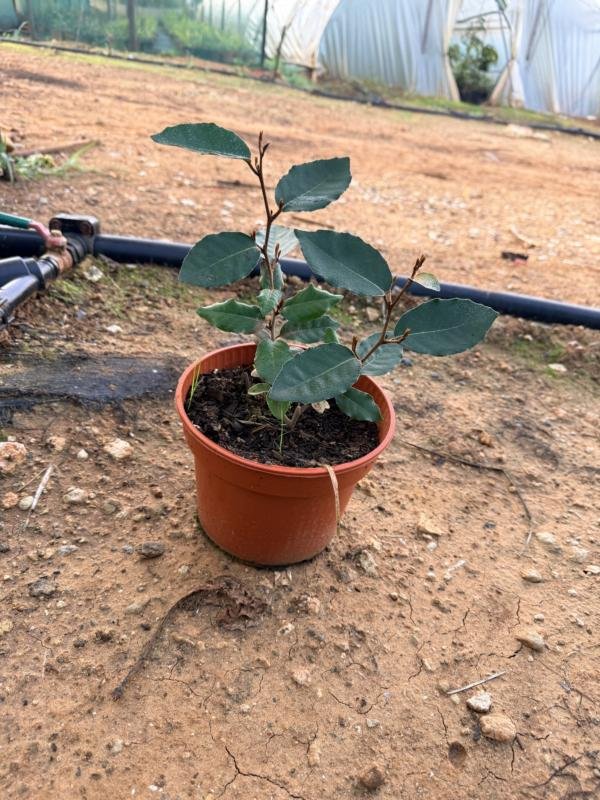 Ελαίαγνος Πράσινος