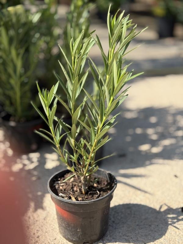 Αροδάφνη Μινι Κόκκινη