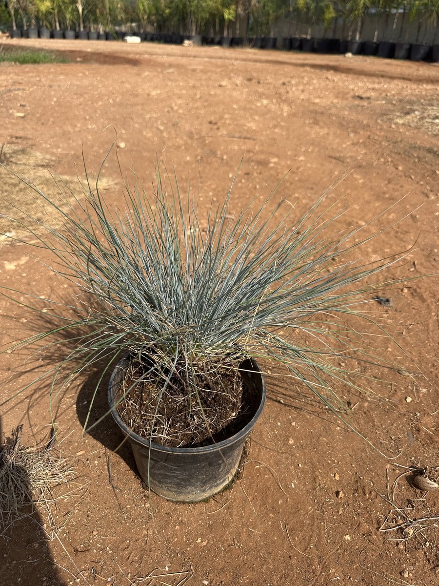 Φεστούκα Γκρίζα