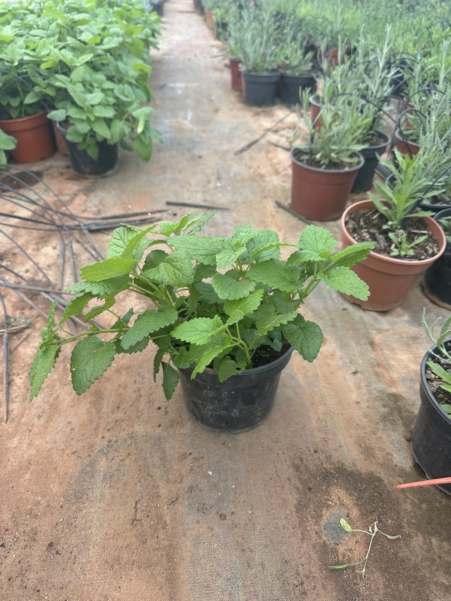 Μελισσόχορτο