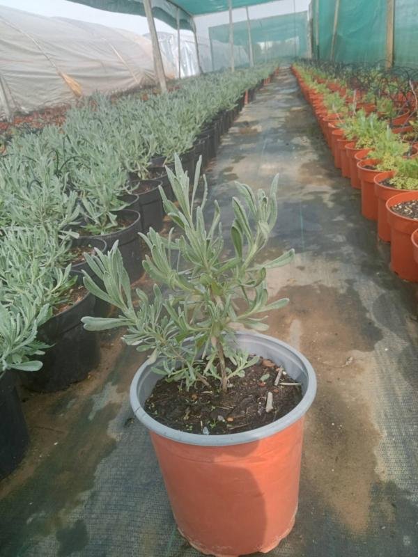 Λεβάντα Κυπριακή