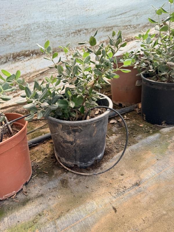 Μετροσίδηρος