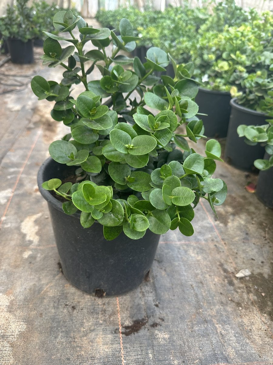 Κάρισσα νάνα