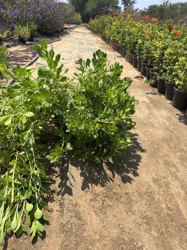 Μαργαρίτα του Ακρωτηρίου