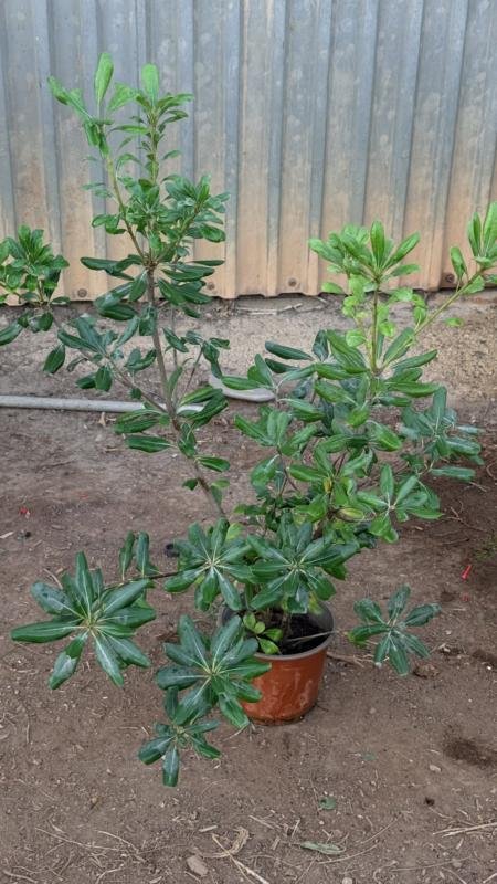 Πιττόσπορο Ορθοκλαδο