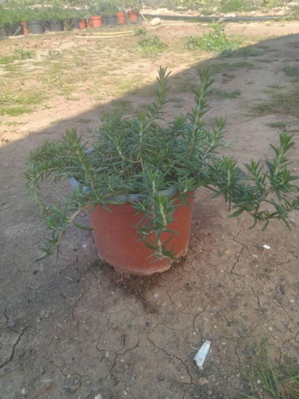 Λασμαρί Έρπον