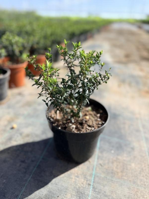 Μερσυνια Ψυντρόφυλλη