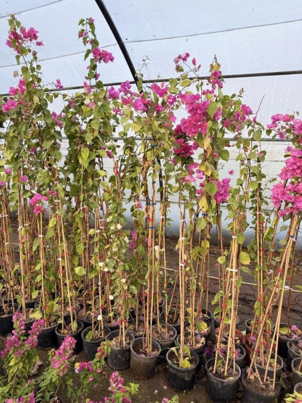 Βουκεμβίλια