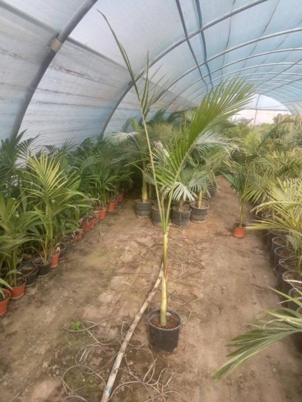 Αρχοντοφοίνικας