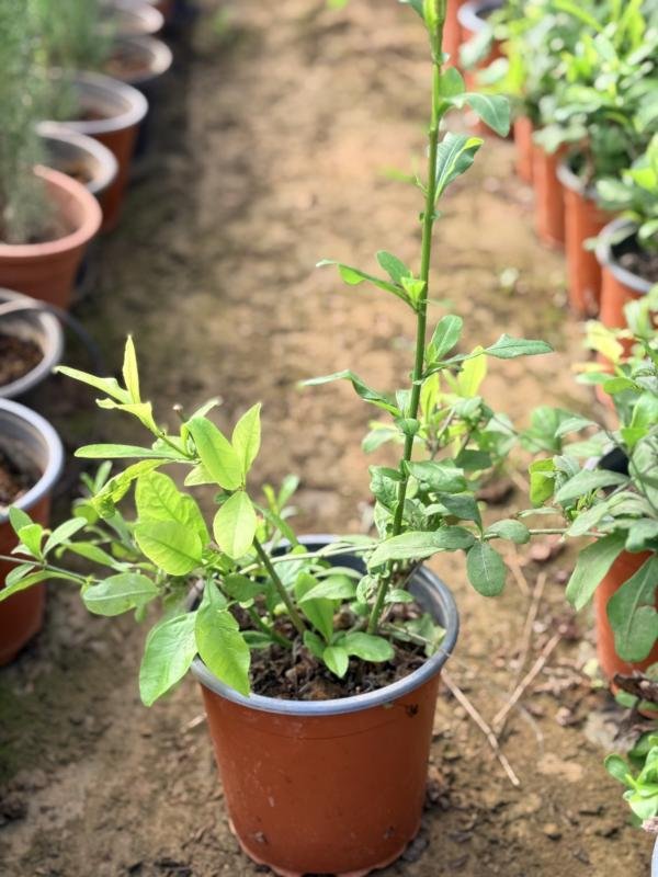 Blue bango -Μπλε γιασεμί