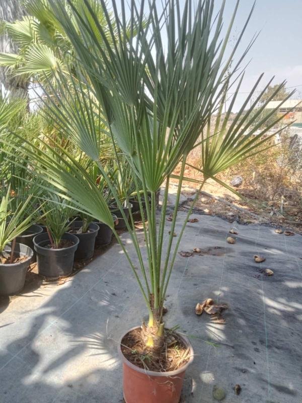 Χαμαίρωπας Humilis