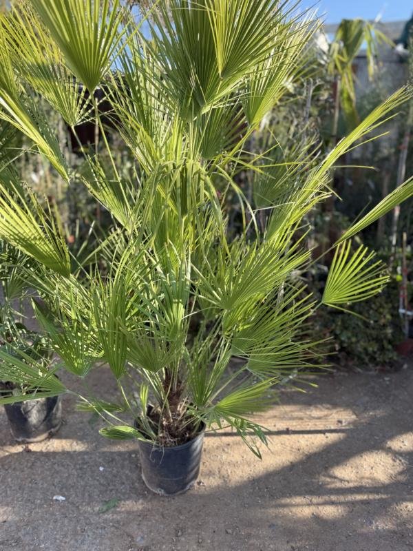 Χαμαίρωπας Humilis