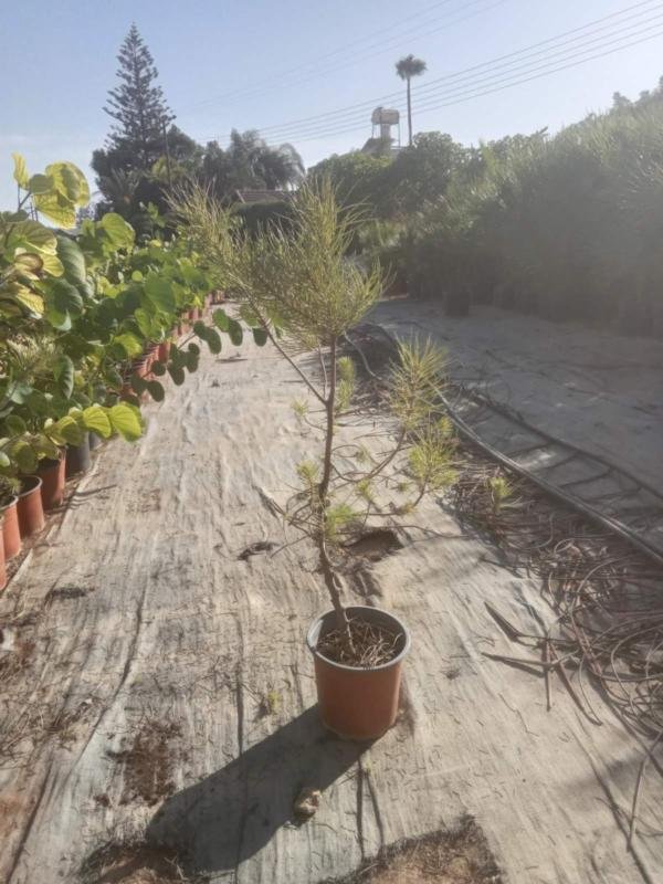 Πευκος ημερος