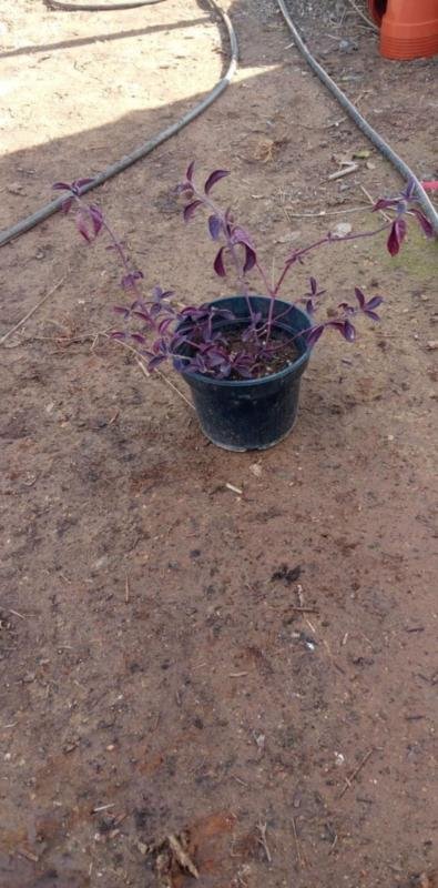 Αλτερναθέρα