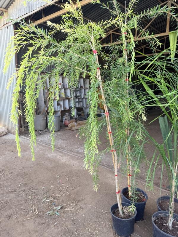 Καλλιστήμονας