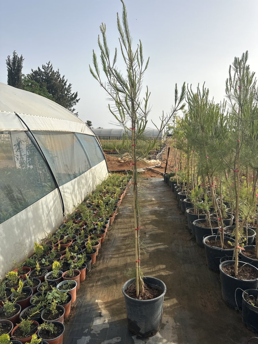 Πευκος Άγριος