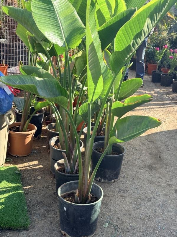 Στρελίτσια Nicolai