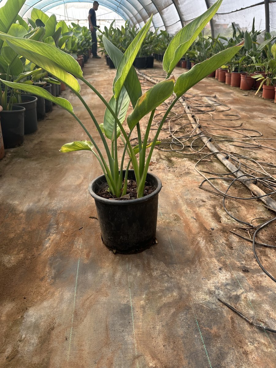 Στρελίτσια Reginae 2pcs