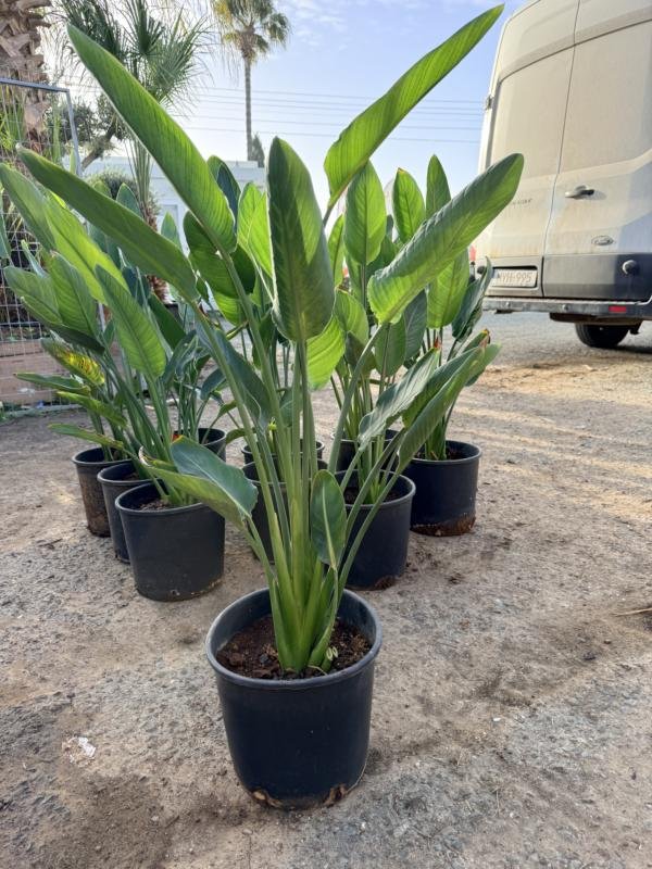 Στρελίτσια Reginae  2pcs