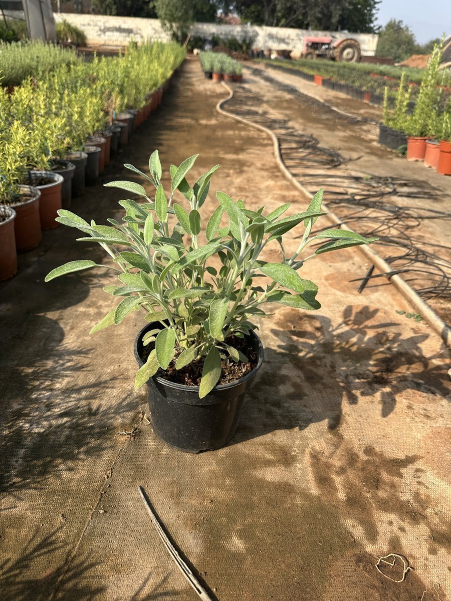 Σπατζιά ή Φασκόμηλο