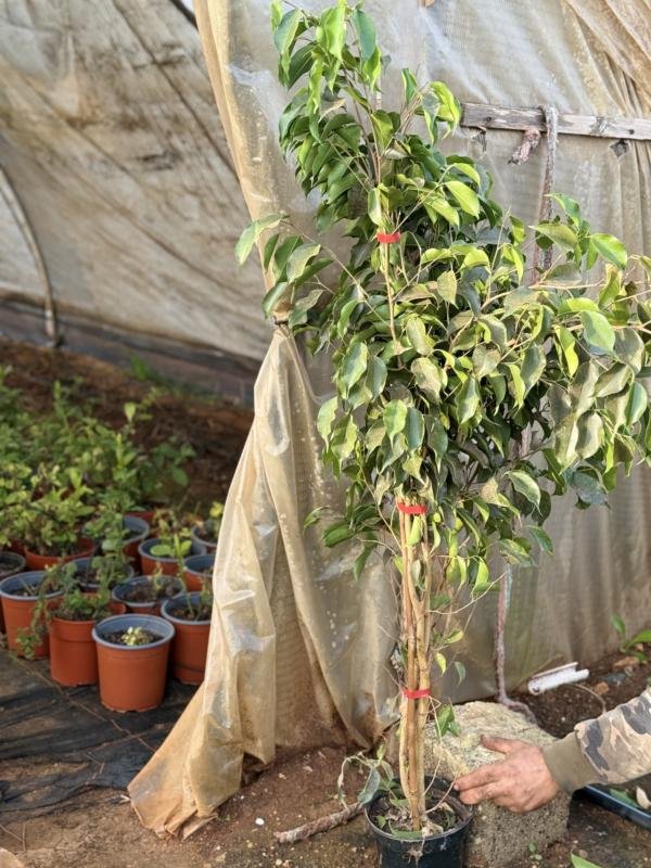 ΦΙΚΟΣ Μπέντζαμιν