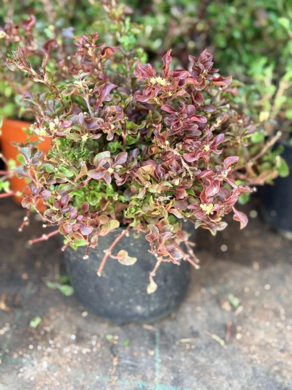 Αλτερναθέρα ψιντροφυλλη