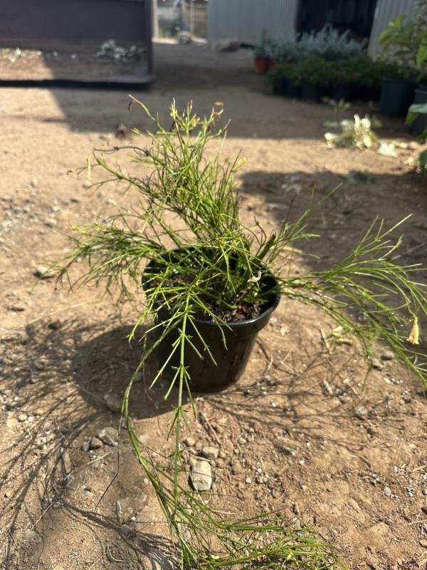 Κοράλι άσπρο