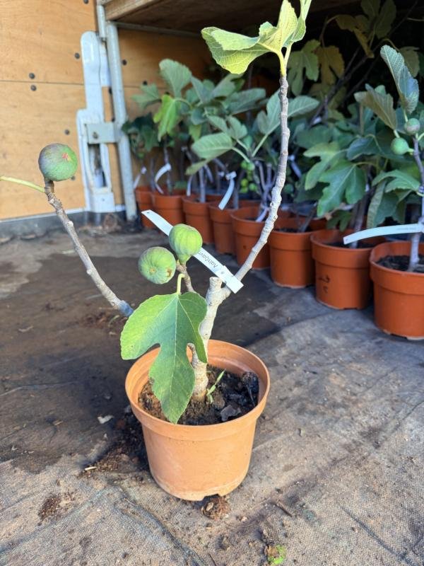 Συκια Λαϊτζιανη