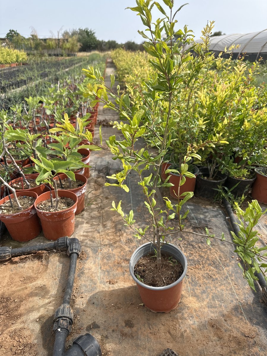 Ροδιά Σιοκολάτα