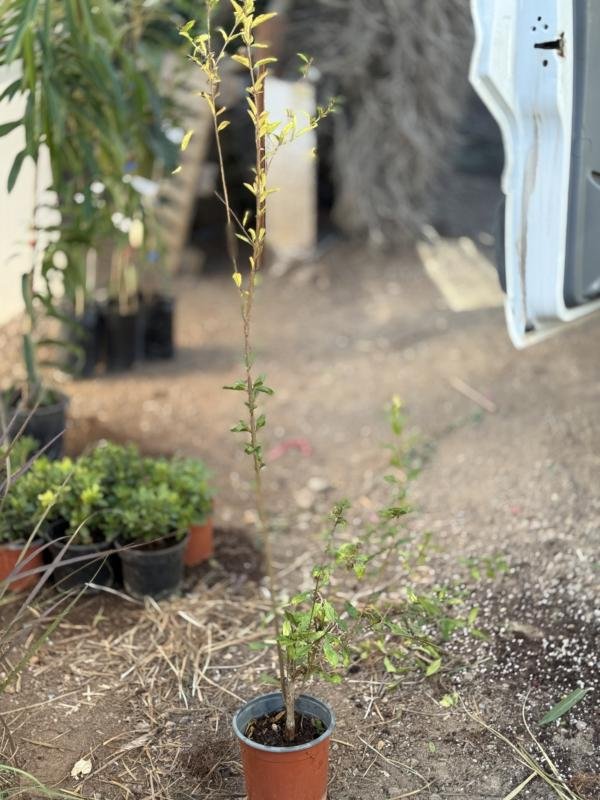 Ροδιά Wonderful