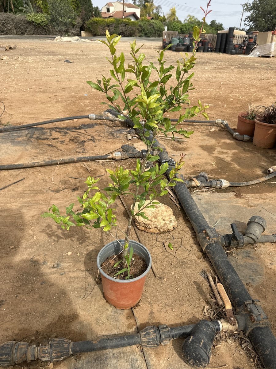 Ροδιά Σωτήρα