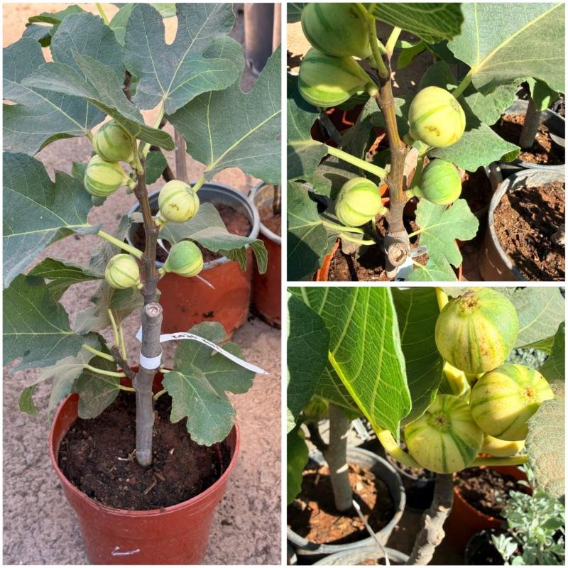 Συκια Tiger (Κολοκουα)