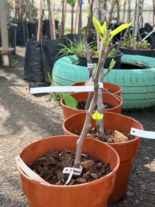 Συκια Ναπολιτανα Νεγρα