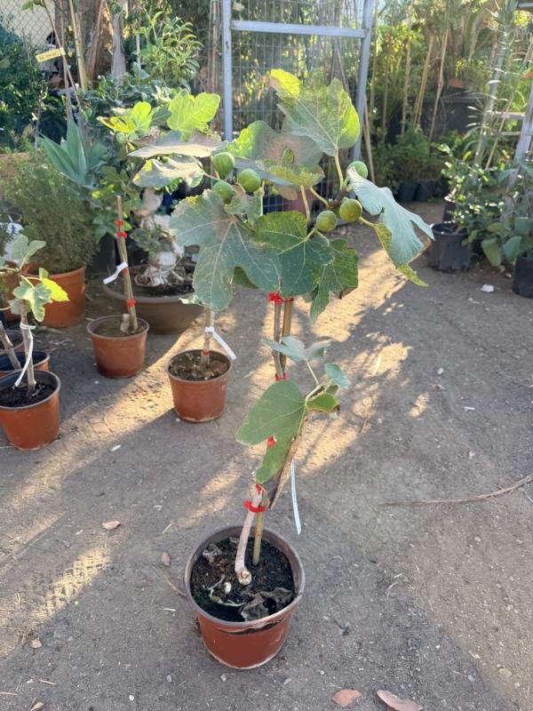 Συκια Χειμωνιάτικη