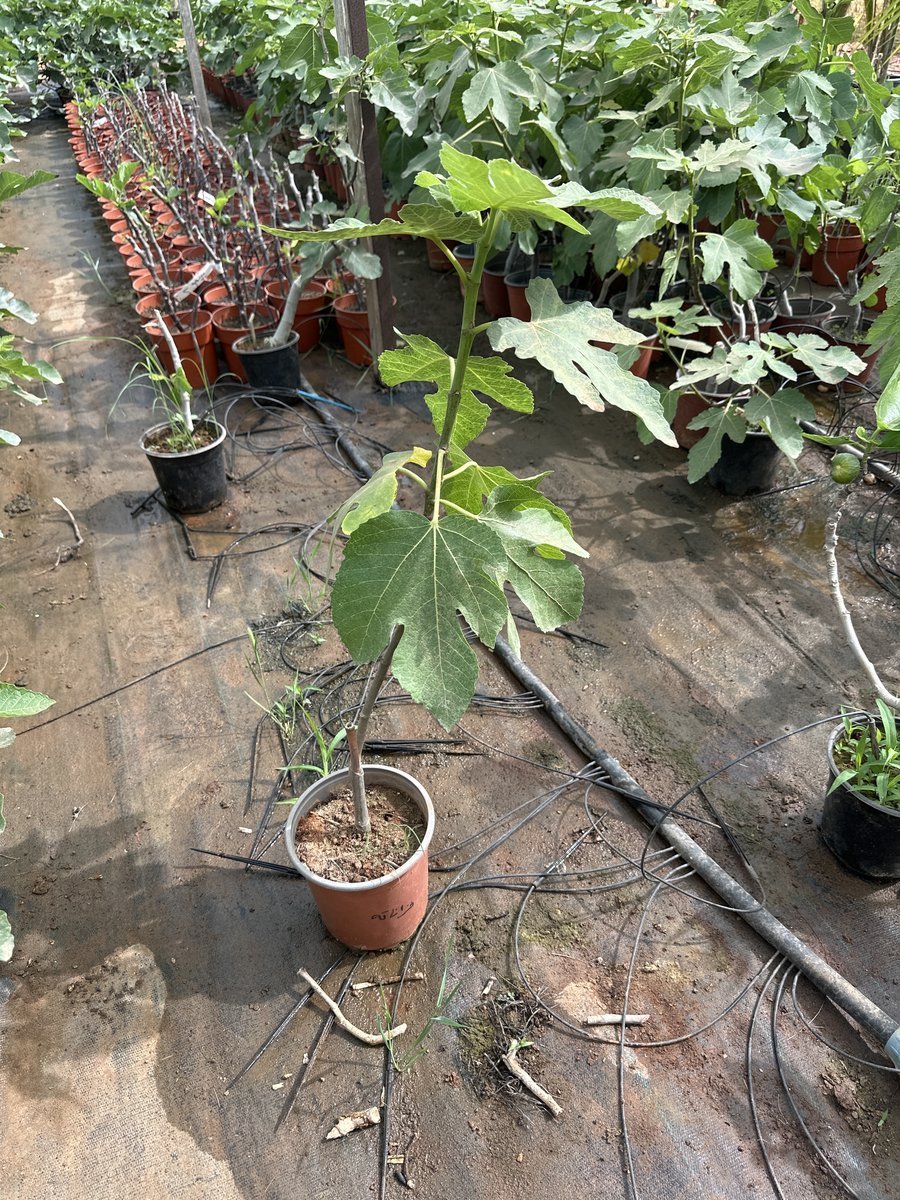 Συκια Βαζανάτη