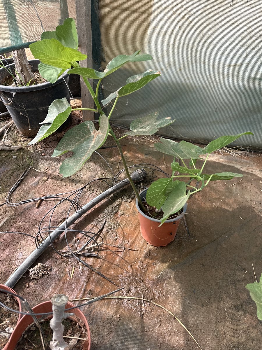 Συκια Βασιλική