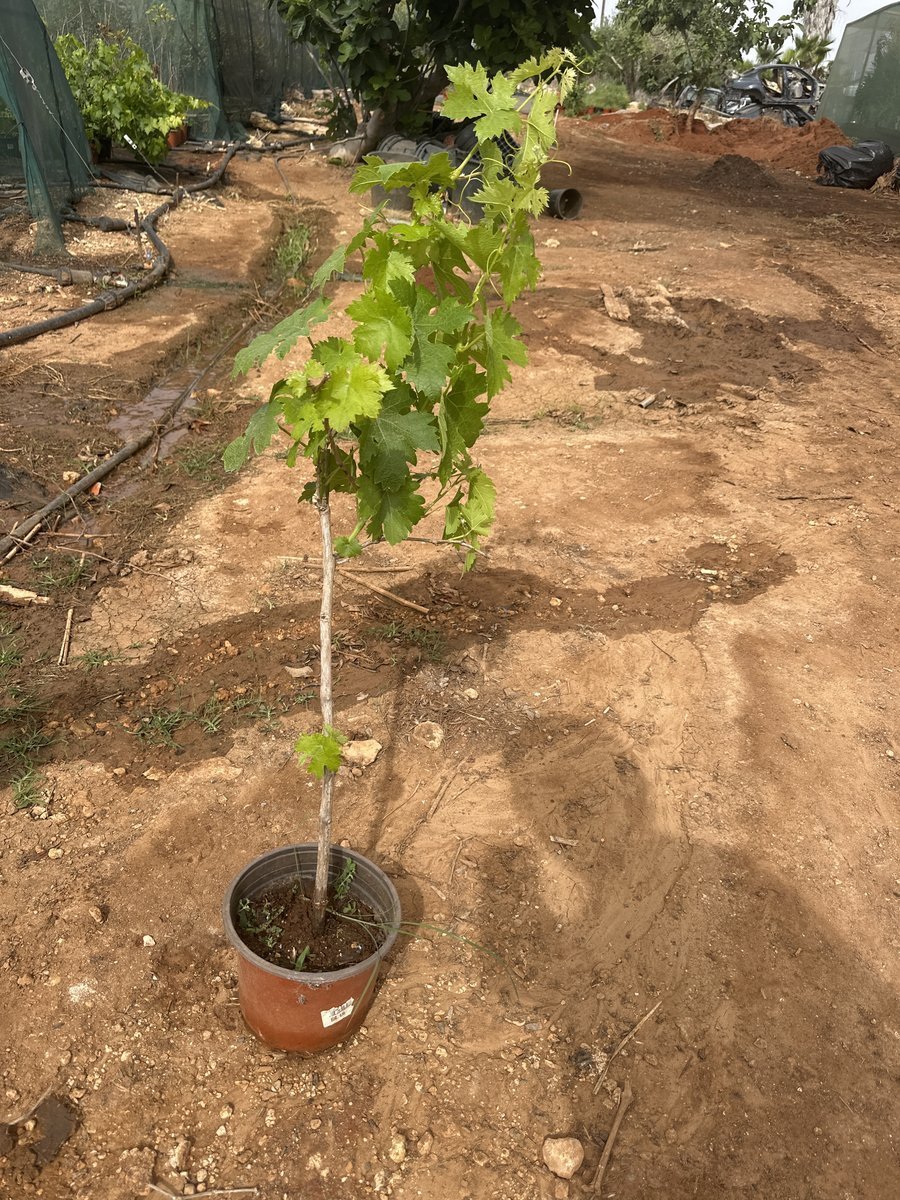 Αμπελισιμο Άσπρο