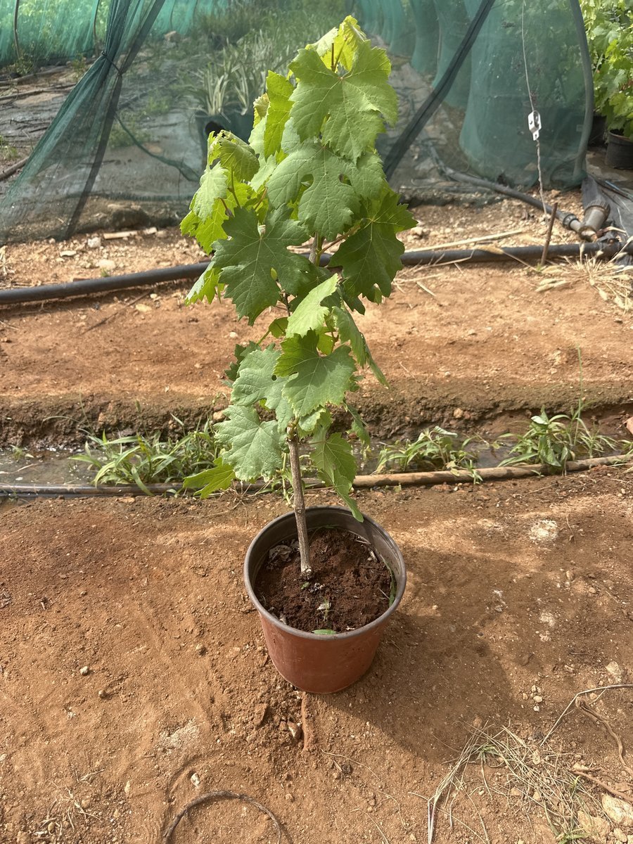 Αμπελισιμο Μαύρο