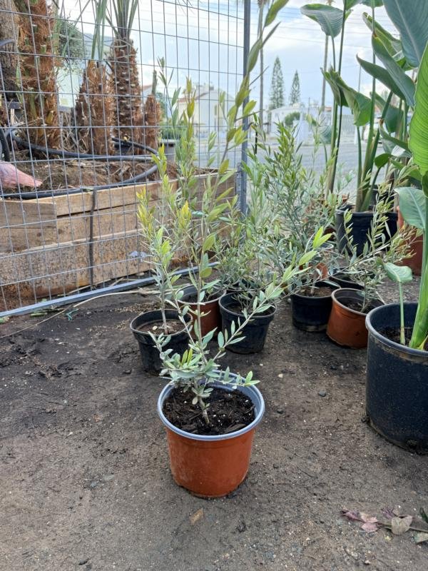 Ελια Κορωνεϊκη