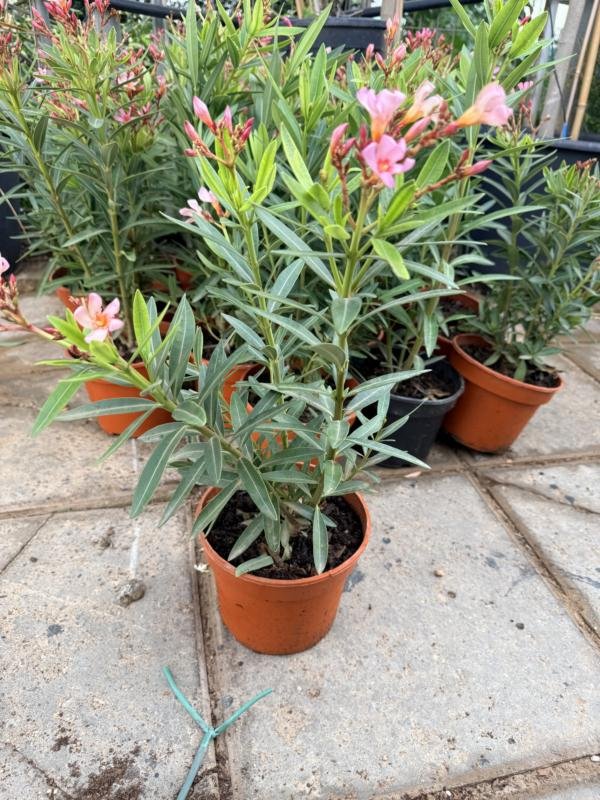 Αροδάφνη Μινι