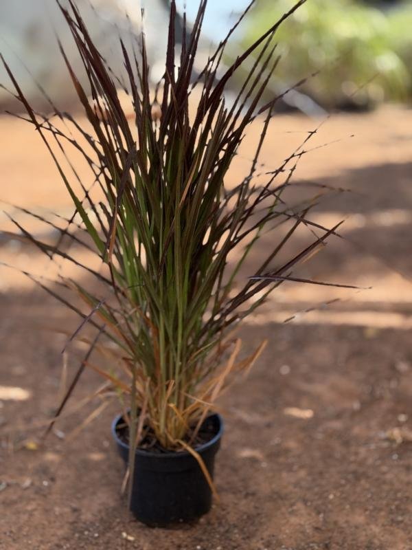 Πενισέτο Κόκκινο