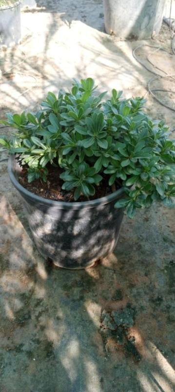 Πιττόσπορο Νάνο