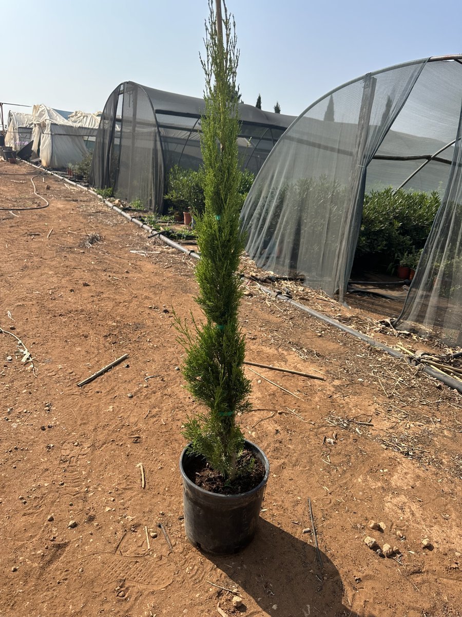 Κυπαρισσι Ορθοκλωνο Κίτρινο