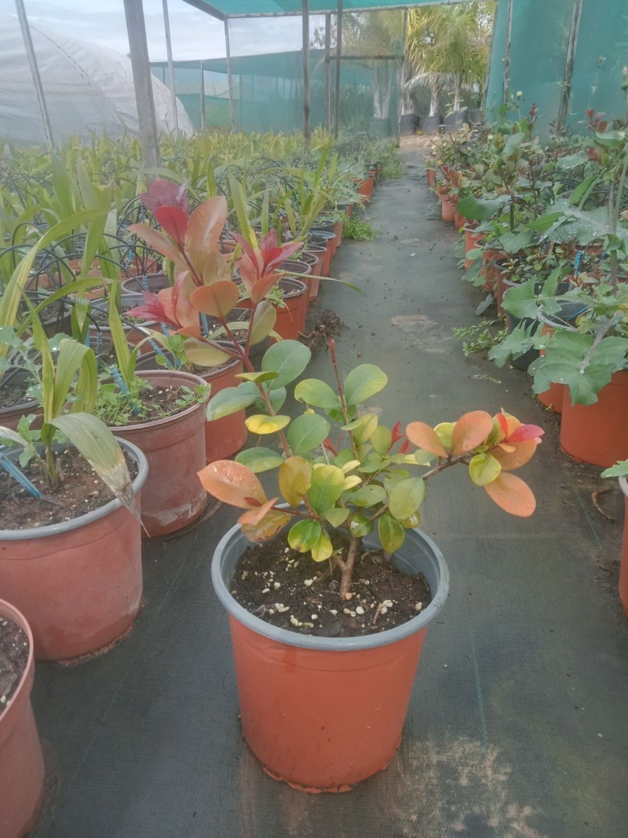 Ευγενία Έτνα