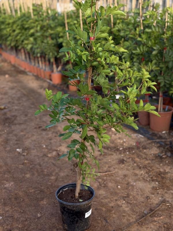 Μαστιχόδεντρο